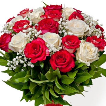 Букет из 25 красных и белых роз с гипсофилой