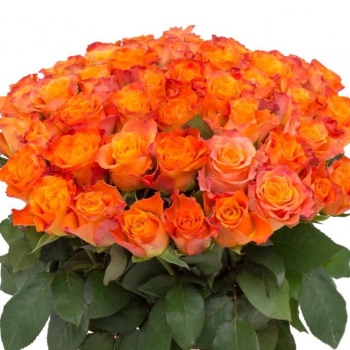 Букет из 55 оранжевых роз