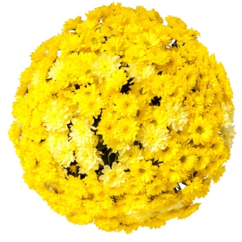 Букет из 51 ветки желтой хризантемы
